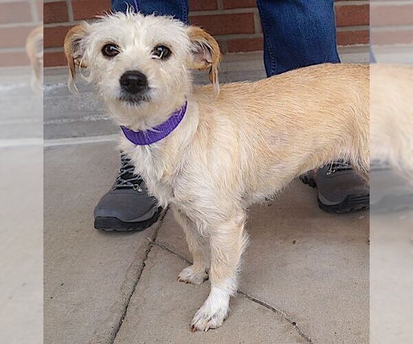 Medium Photo #2 Cairn Terrier-Unknown Mix Puppy For Sale in Carrollton, TX, USA