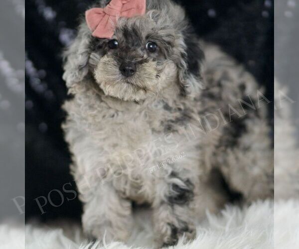 Medium Photo #3 Poodle (Toy) Puppy For Sale in WARSAW, IN, USA