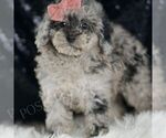 Small #2 Poodle (Toy)