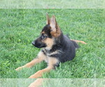 Puppy 1 German Shepherd Dog