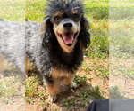 Small #1 Poodle (Toy)