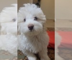 Small #1 Havanese-Zuchon Mix