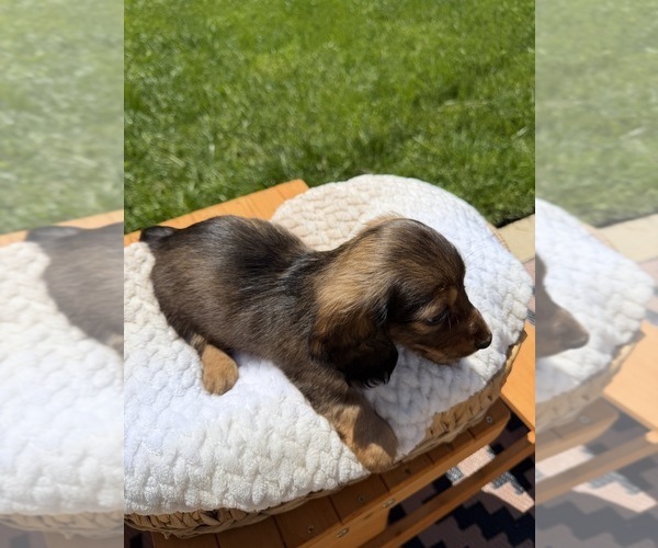 Medium Photo #5 Dachshund Puppy For Sale in NORTH HIGHLANDS, CA, USA