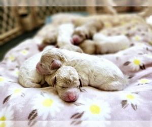 Cavapoo-Poodle (Toy) Mix Litter for sale in SACRAMENTO, CA, USA
