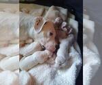 Small Photo #1 Dogo Argentino Puppy For Sale in SPRINGFIELD, VA, USA