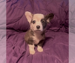 Pembroke Welsh Corgi Puppy for Sale in SHERMAN, Texas USA