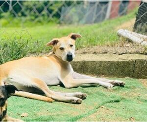 Labrador Retriever-Unknown Mix Dogs for adoption in Virginia Beach, VA, USA