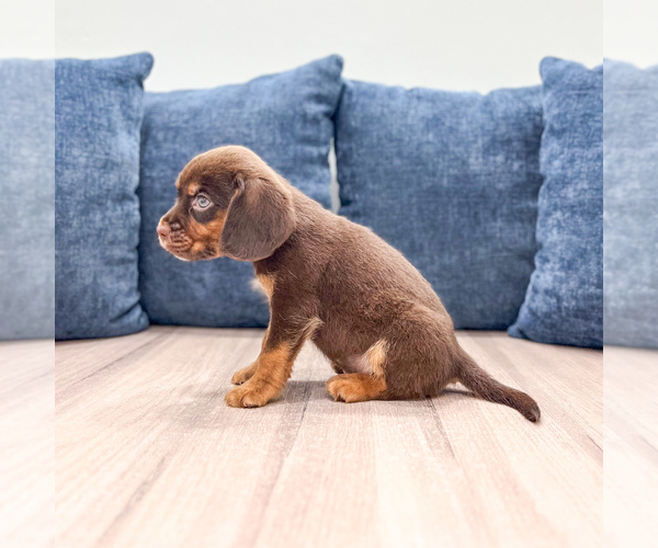 Medium Photo #5 Beaglier Puppy For Sale in MILLERSBURG, OH, USA