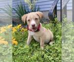 Small #6 Labrador Retriever-Whippet Mix