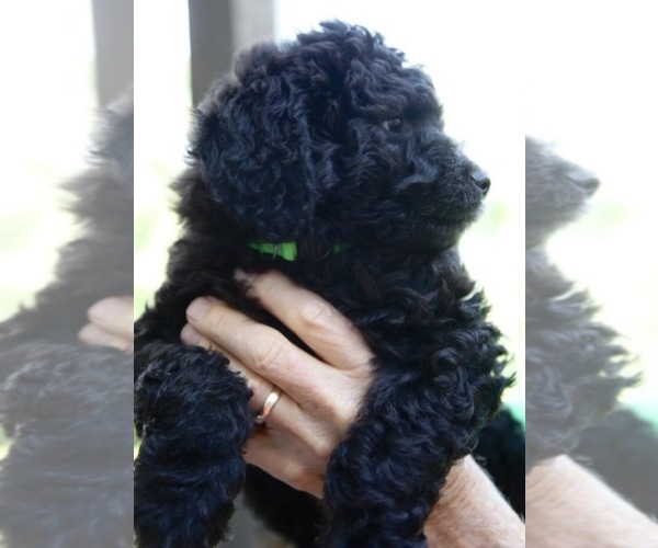 Medium Photo #3 Goldendoodle Puppy For Sale in CHAMPION, NC, USA