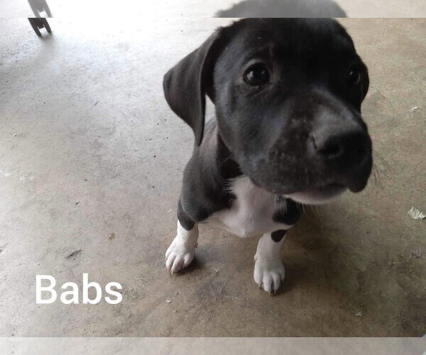 Medium Photo #13 Mutt Puppy For Sale in Holly Springs, NC, USA