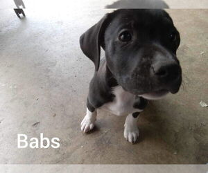 Neriah - Louisiana Litter - Female Mutt Dog for Adoption - Photo #13