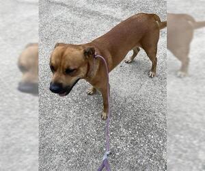 American Pit Bull Terrier-Unknown Mix Dogs for adoption in Houston, TX, USA
