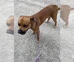 Small American Pit Bull Terrier Mix