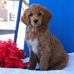 Small Photo #1 Poodle (Standard) Puppy For Sale in GAP, PA, USA