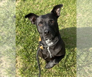 Athena - Female Mutt Dog for Adoption - Photo #3