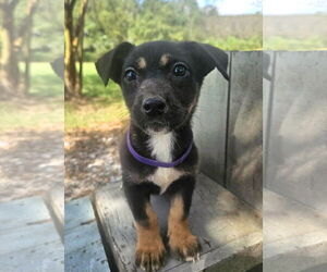 Dachshund-Unknown Mix Dogs for adoption in Wakefield, RI, USA