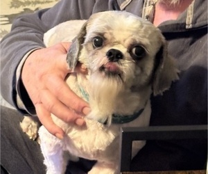 Father of the Mal-Shi puppies born on 11/27/2025