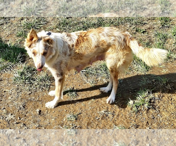Medium Photo #3 Border Collie Puppy For Sale in BYBEE, TN, USA