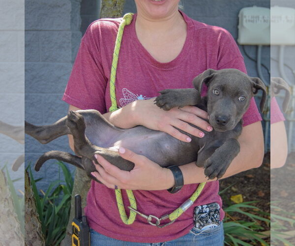 Medium Photo #4 American Staffordshire Terrier-Weimaraner Mix Puppy For Sale in Huntley, IL, USA