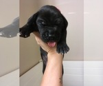 Small Photo #5 Great Dane Puppy For Sale in TWAIN HARTE, CA, USA