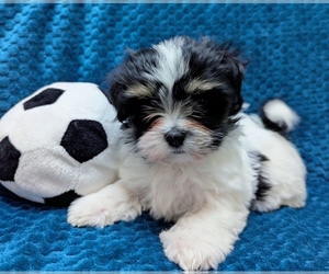 Havanese Puppy for sale in POST FALLS, ID, USA
