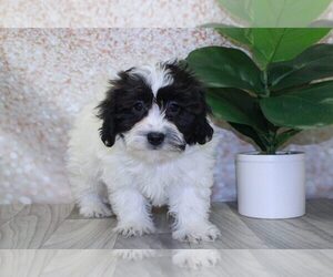 Zuchon Puppy for sale in MARIETTA, GA, USA