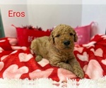 Small Photo #3 Goldendoodle Puppy For Sale in CEREDO, WV, USA