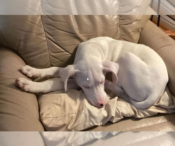 Medium Photo #6 Labrador Retriever-Unknown Mix Puppy For Sale in St. Ann, MO, USA
