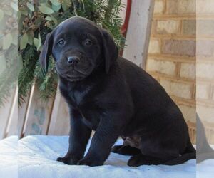 Labrador Retriever Puppy for sale in JONESTOWN, PA, USA