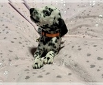 Small Photo #4 Dalmatian Puppy For Sale in TEMPLE, TX, USA