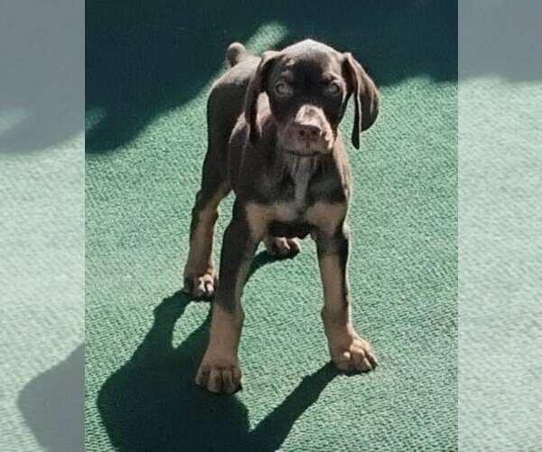 Medium Photo #7 Doberman Pinscher Puppy For Sale in DAVENPORT, FL, USA