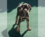 Litter of 2 - Male(s) and Female(s) Doberman PinscherLitter of Puppies for Sale - Photo #7