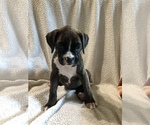Small Photo #1 Boxer Puppy For Sale in PLEASANT HILL, IL, USA