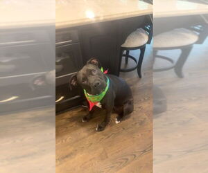 Mastiff-Unknown Mix Dogs for adoption in The Woodlands, TX, USA