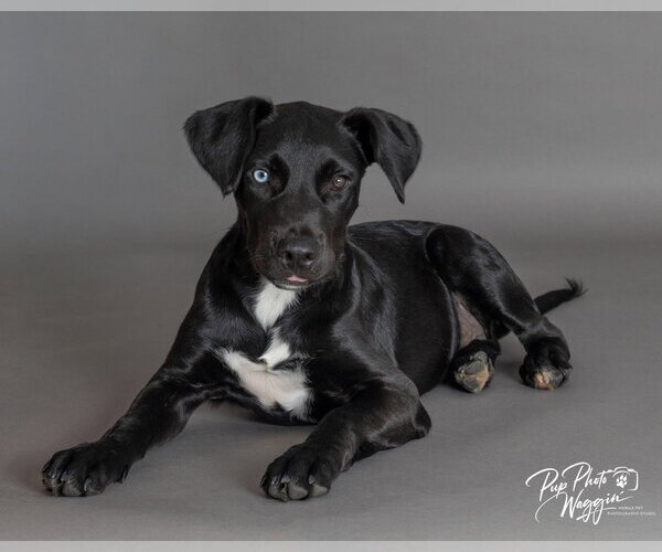 Medium Photo #7 Labrador Retriever-Unknown Mix Puppy For Sale in Claremore, OK, USA