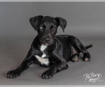Small #6 Labrador Retriever Mix