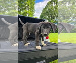 Small #6 Labrador Retriever
