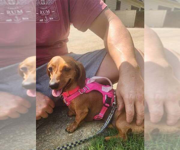 Medium Photo #7 Dachshund Puppy For Sale in Kennesaw, GA, USA