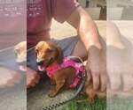 Small #6 Dachshund