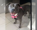 Small #15 American Staffordshire Terrier