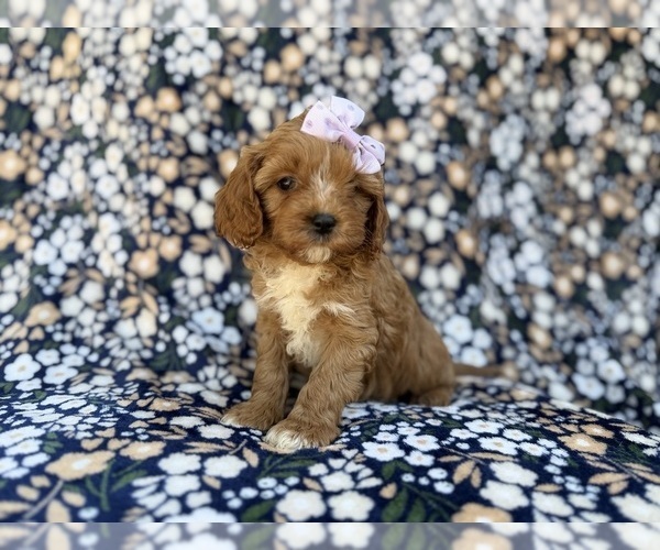 Medium Photo #6 Cavapoo (Miniature) Puppy For Sale in LAKELAND, FL, USA