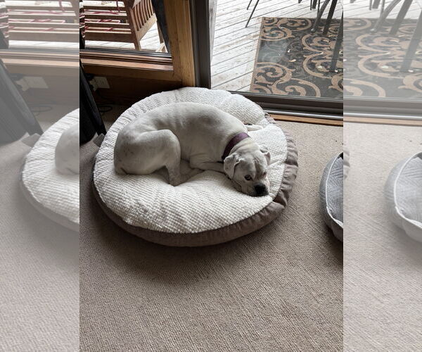 Medium Photo #3 Boxer Puppy For Sale in Woodbury, MN, USA