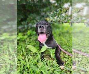 Bones - Male Siberian Husky-Unknown Mix Dog for Adoption - Photo #6