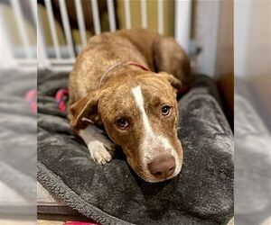 Apache - Male American Staffordshire Terrier-Labrador Retriever Mix Dog for Adoption - Photo #4
