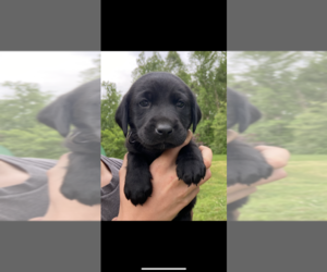 Labrador Retriever Puppy for sale in MIDDLETOWN, DE, USA