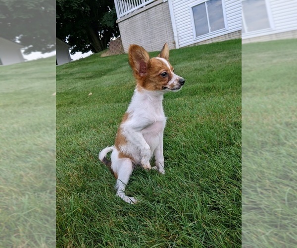 Medium Photo #4 Papillon Puppy For Sale in MILLERSBURG, OH, USA