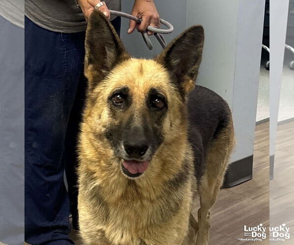 Medium Photo #2 German Shepherd Dog-Unknown Mix Puppy For Sale in Washington, DC, USA