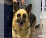 Small #1 German Shepherd Dog Mix