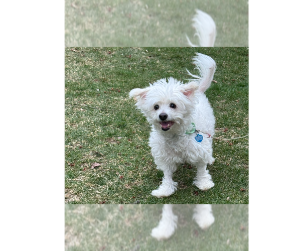 Medium Photo #4 Bichon Frise-Unknown Mix Puppy For Sale in Springdale, PA, USA